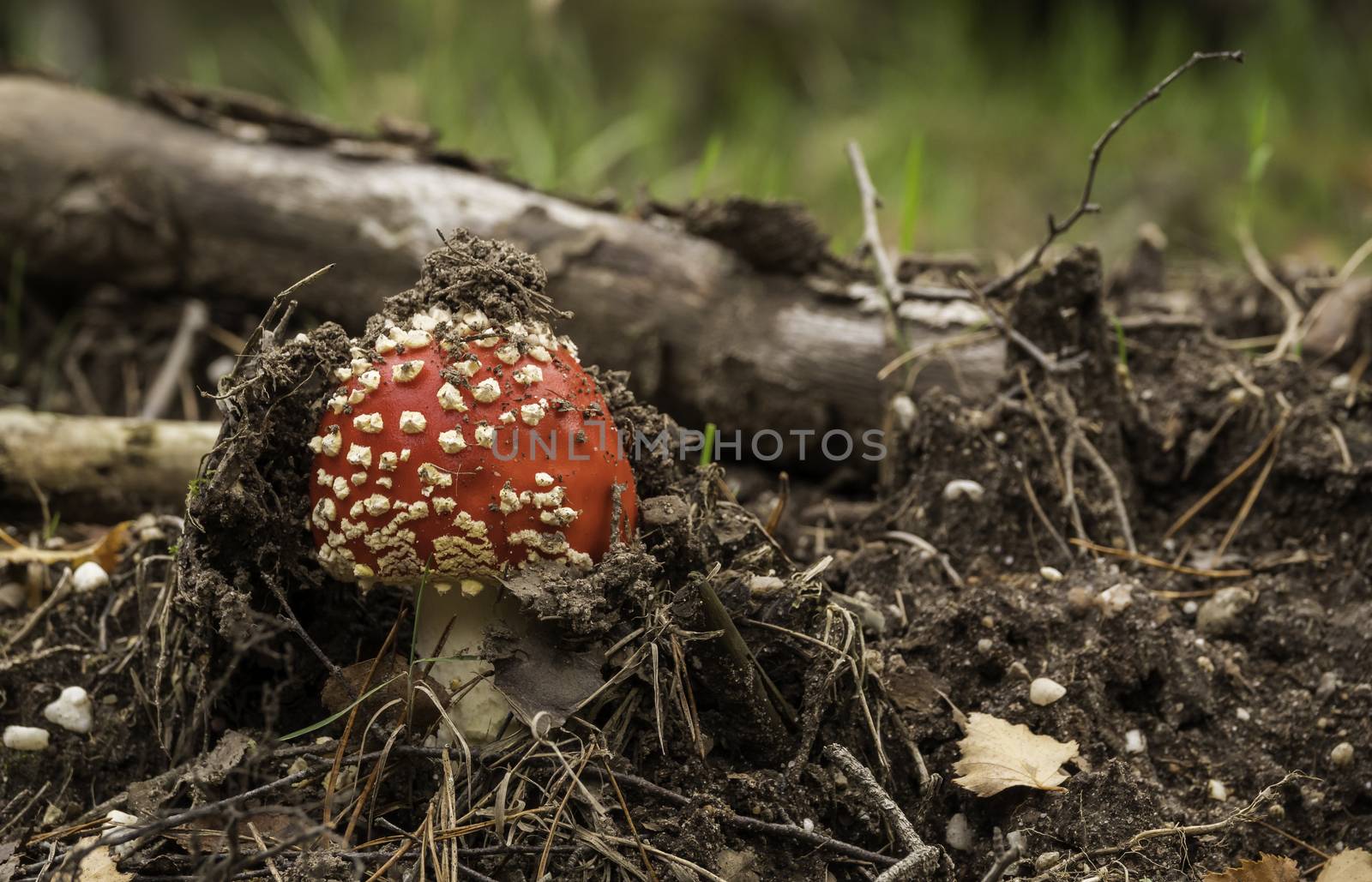 Amanita muscaria mushroom with red and white dots macro in autumn forest
