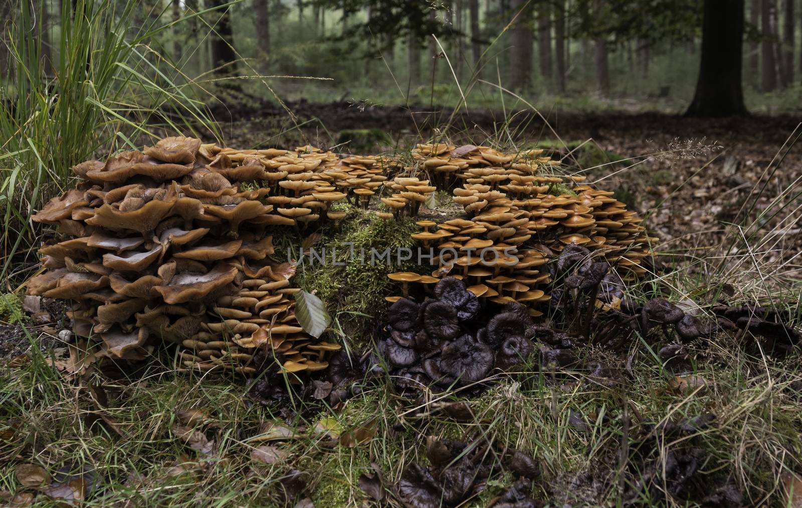 group of fungi in the forest during autum with the trees and leaves as background
