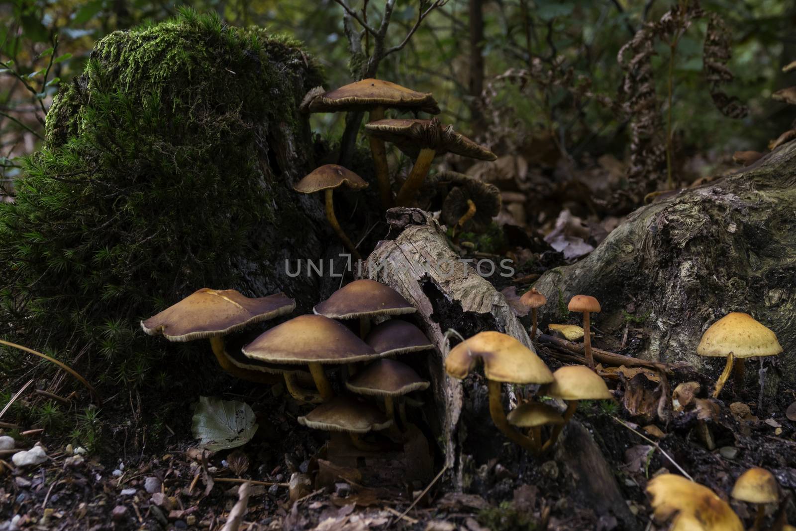 group of fungi in the forest during autum with the trees and leaves as background
