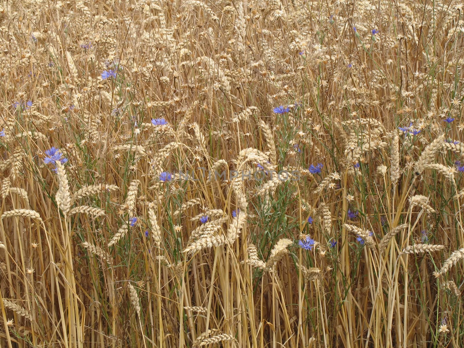 Corn field with cornflowers in Mecklenburg-Western Pomerania, Germany.
