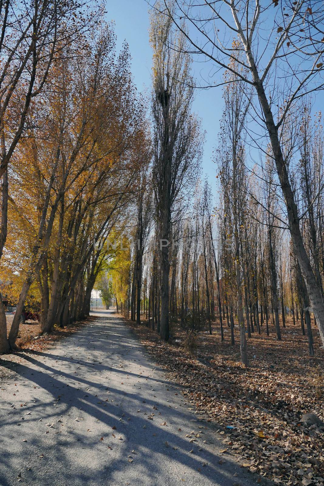 piles of dry leaves in the fall,dry leaves falling on the ground in autumn,