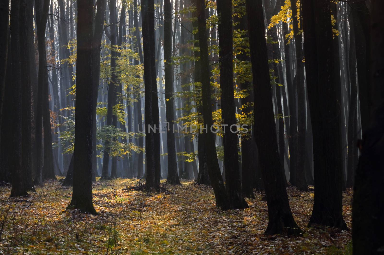 Autumnal Foggy and Sunny Day Forest in Romania