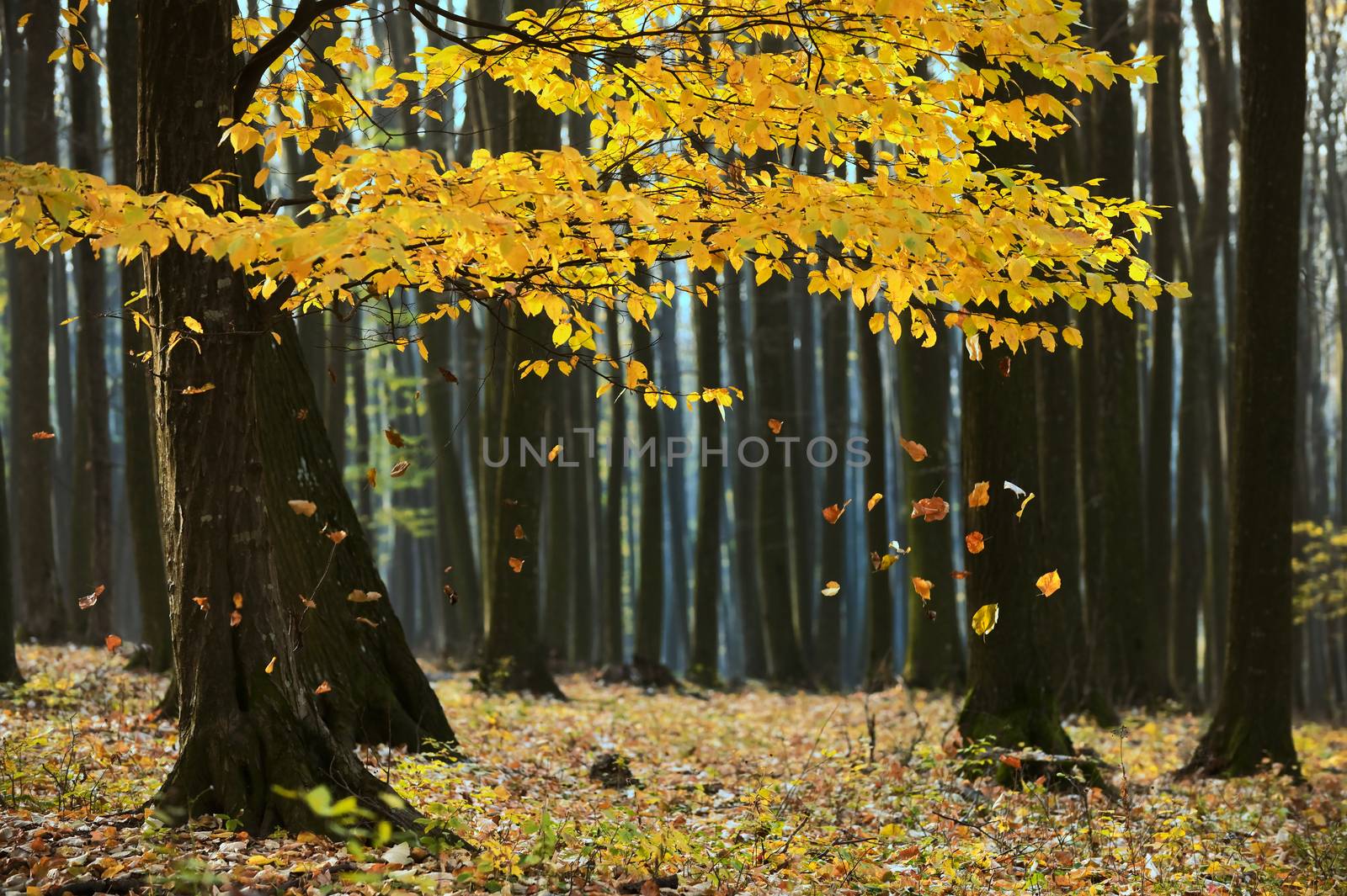 Autumn Falling Leaves in Forest by mady70