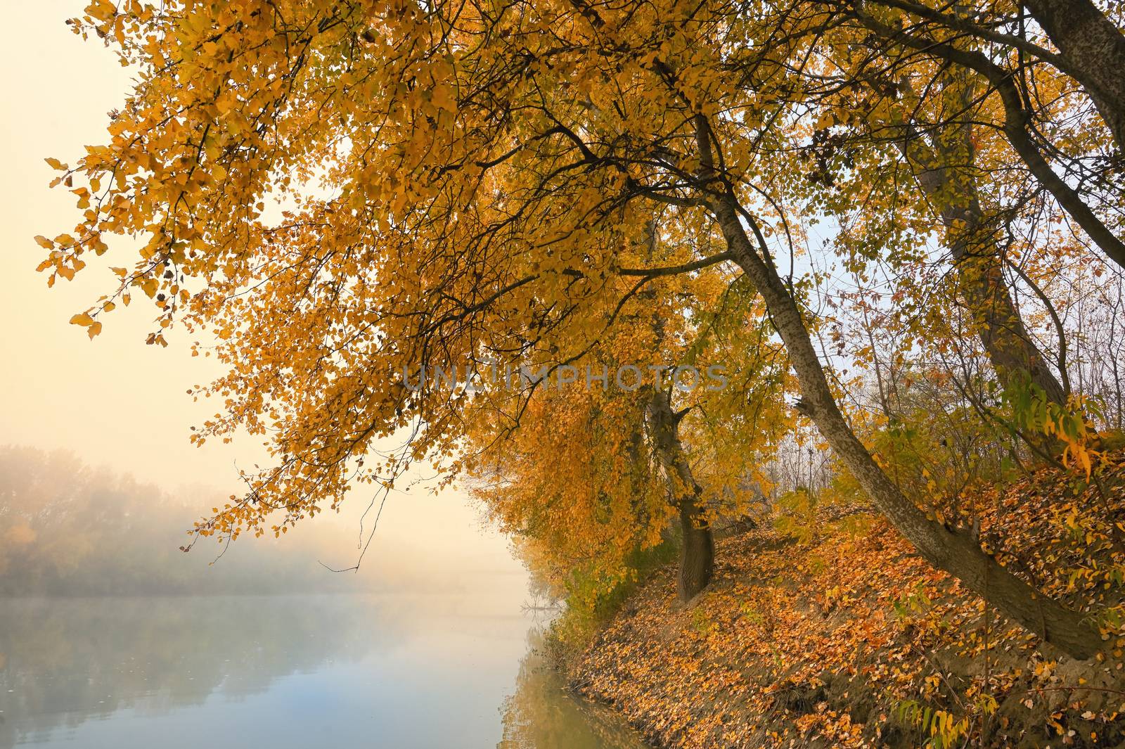 Foggy and Sunny Day on Siret river in Romania by mady70