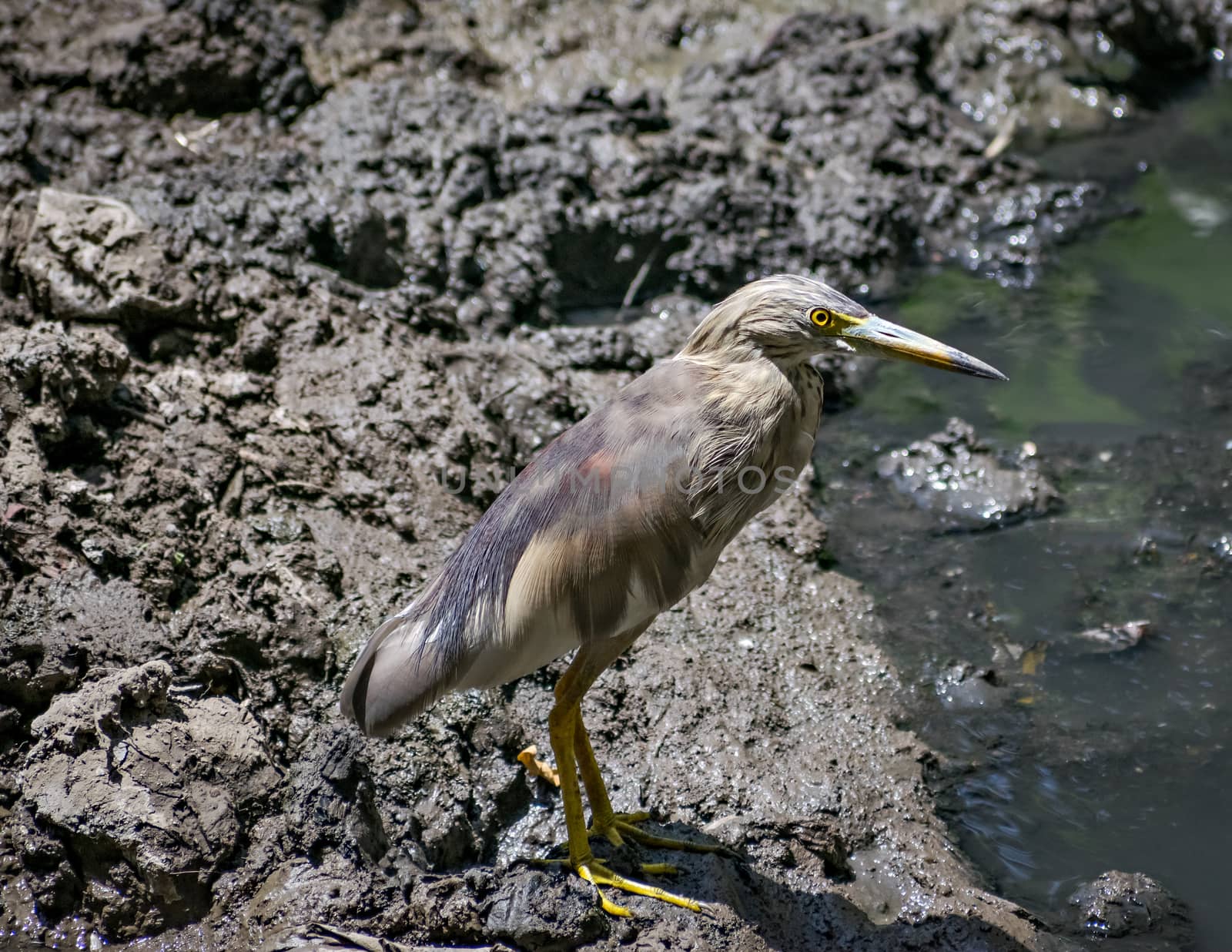 Close-up image of brown Pond Heron(Ardeola) bird near water body. Pond herons are herons, typically 40–50 cm long with an 80–100 cm wingspan.