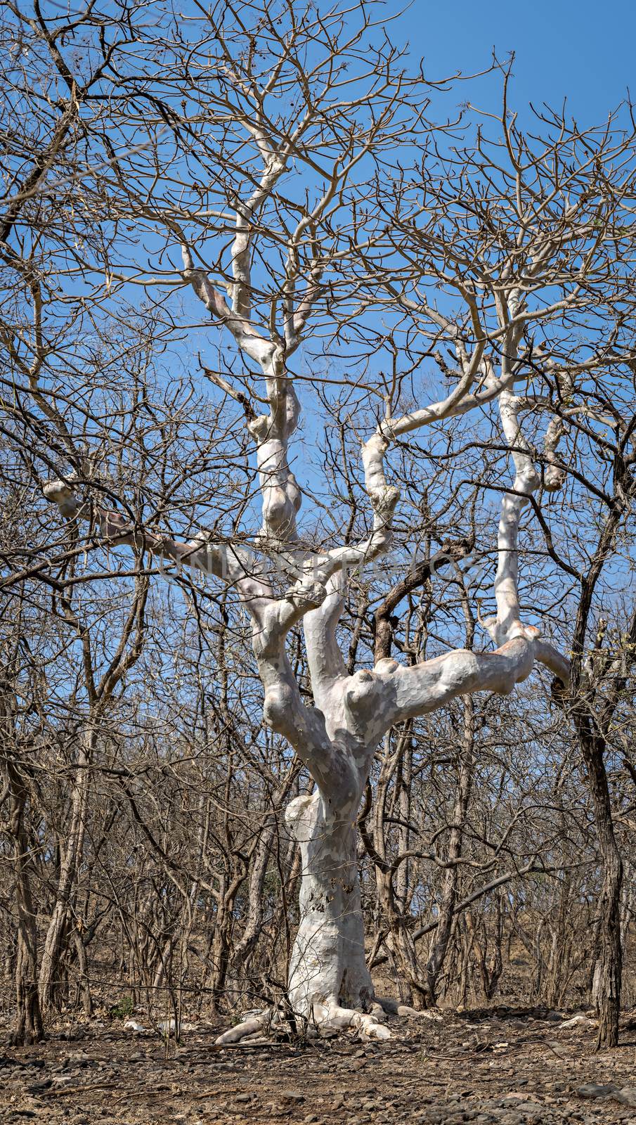 Dry gum or rubber tree at Sasan gir jungle, Gujrat, India.