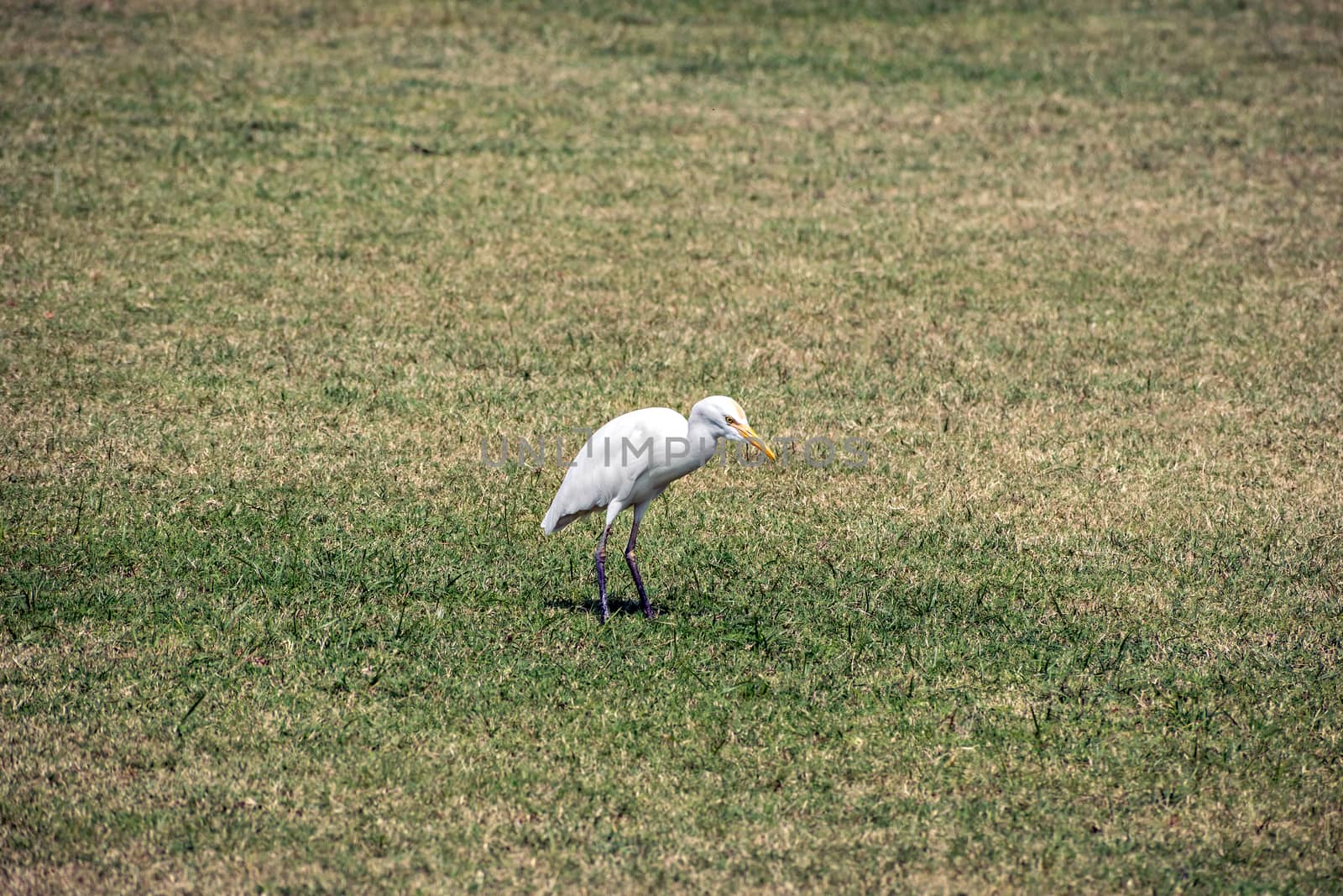 Isolated image of Little Egret bird(Egretta garzetta) in open lawn. by lalam