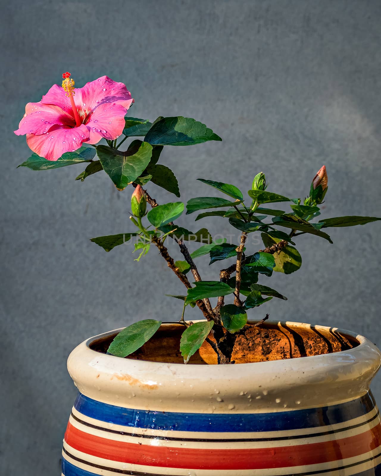 Beautiful pink Hibiscus flower & plant in a pot with clear white by lalam