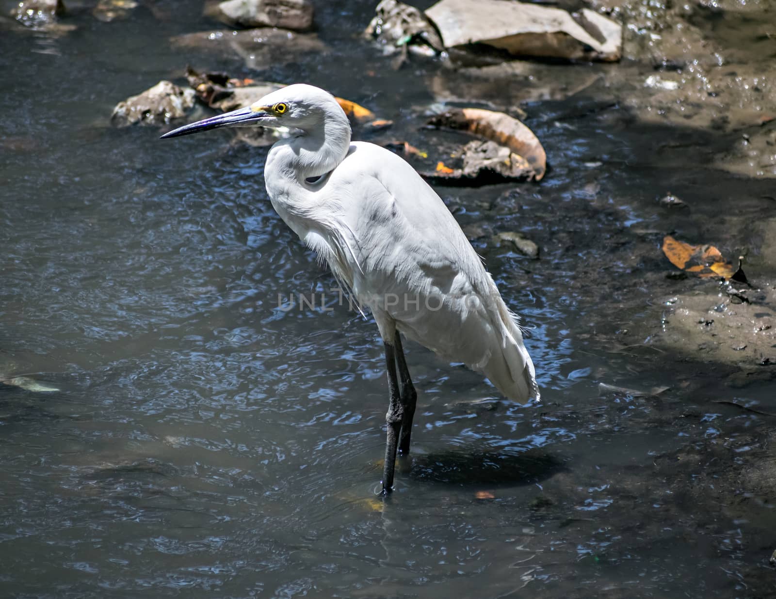 Isolated image of Little Egret bird(Egretta garzetta) in water. Little egret is a species of small heron in the family Ardeidae. The genus name comes from the Provençal French Aigrette, "egret".