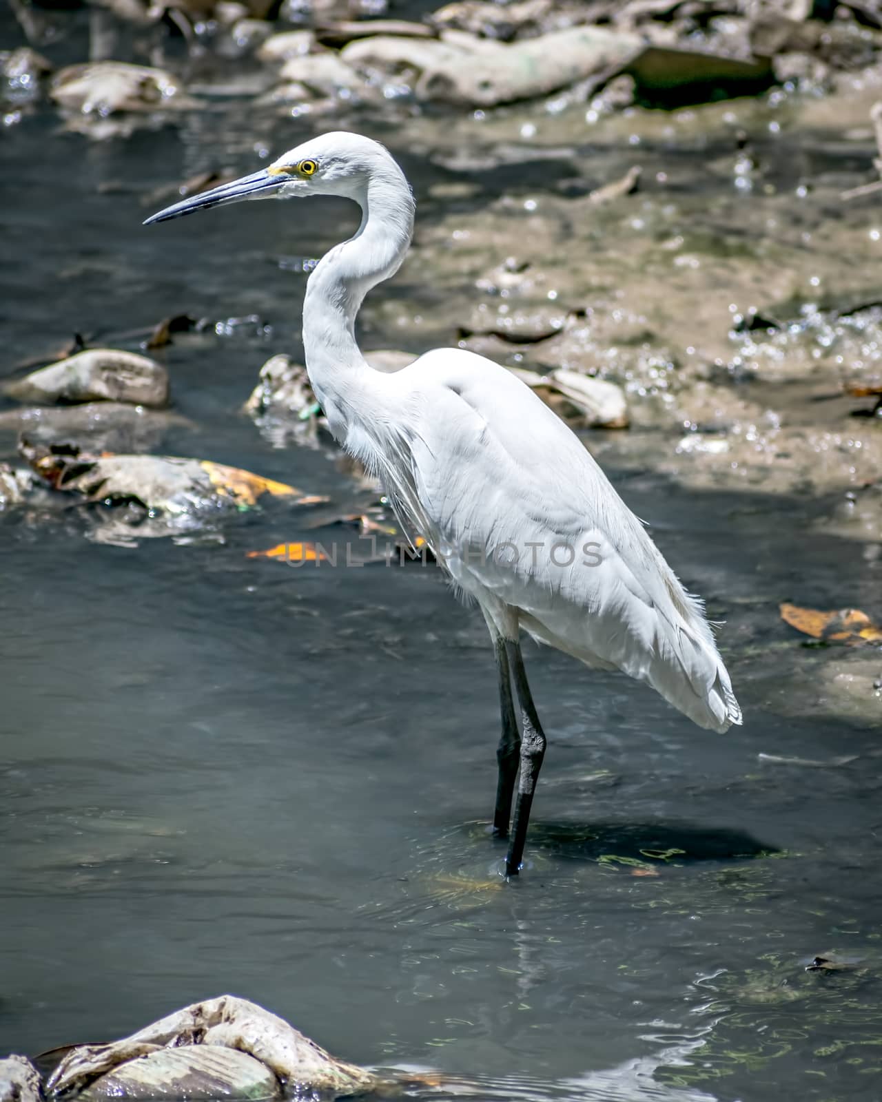 Isolated image of Little Egret bird(Egretta garzetta) in water. Little egret is a species of small heron in the family Ardeidae. The genus name comes from the Provençal French Aigrette, "egret".