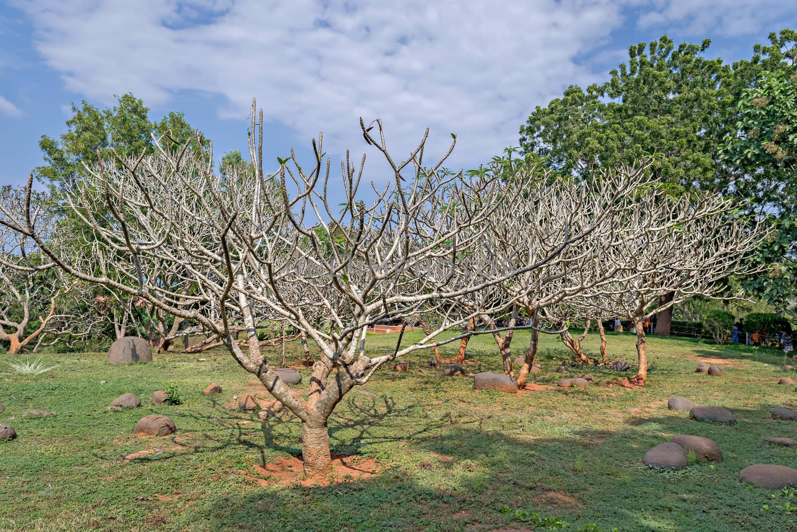 Dry tree in Garden in the spiritual town of Auroville, Pondicherry. by lalam