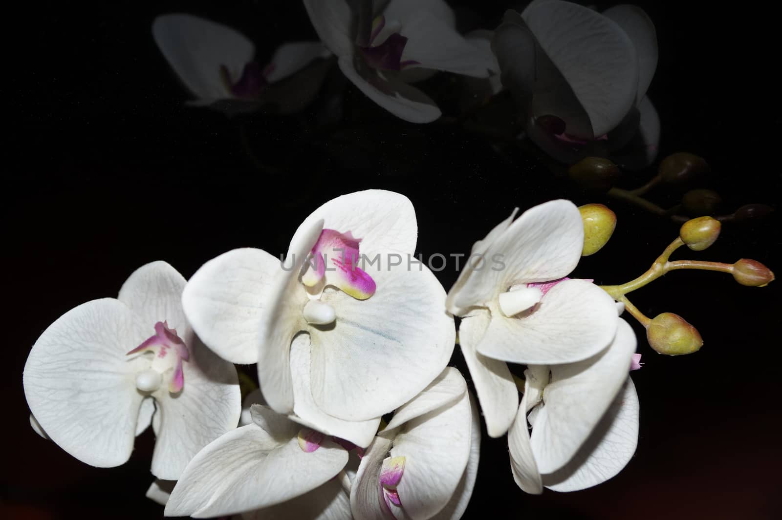 white orchid flowers reflected on black glass close up