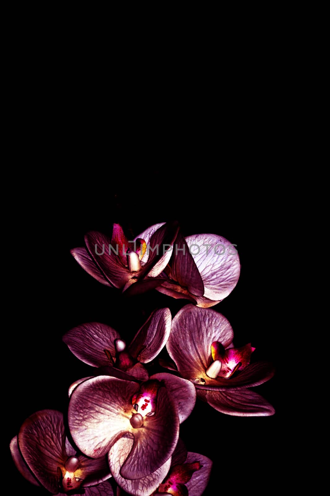 purple orchid flowers on a black background close up