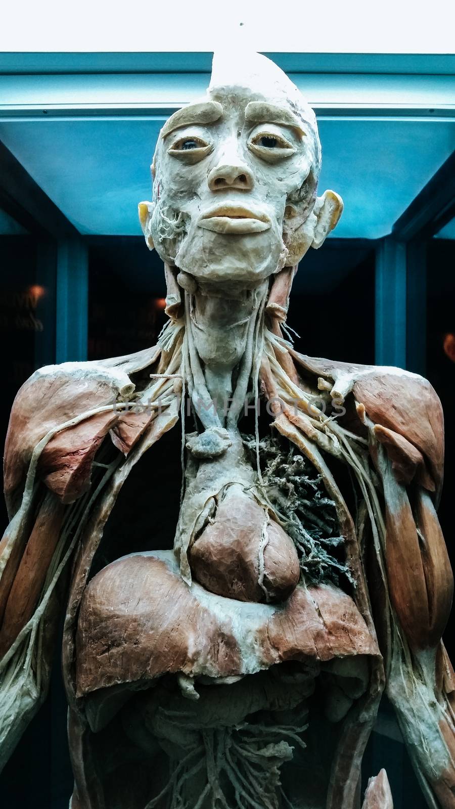 Anatomy model .Part of human body model with organ system.Medical education concept.