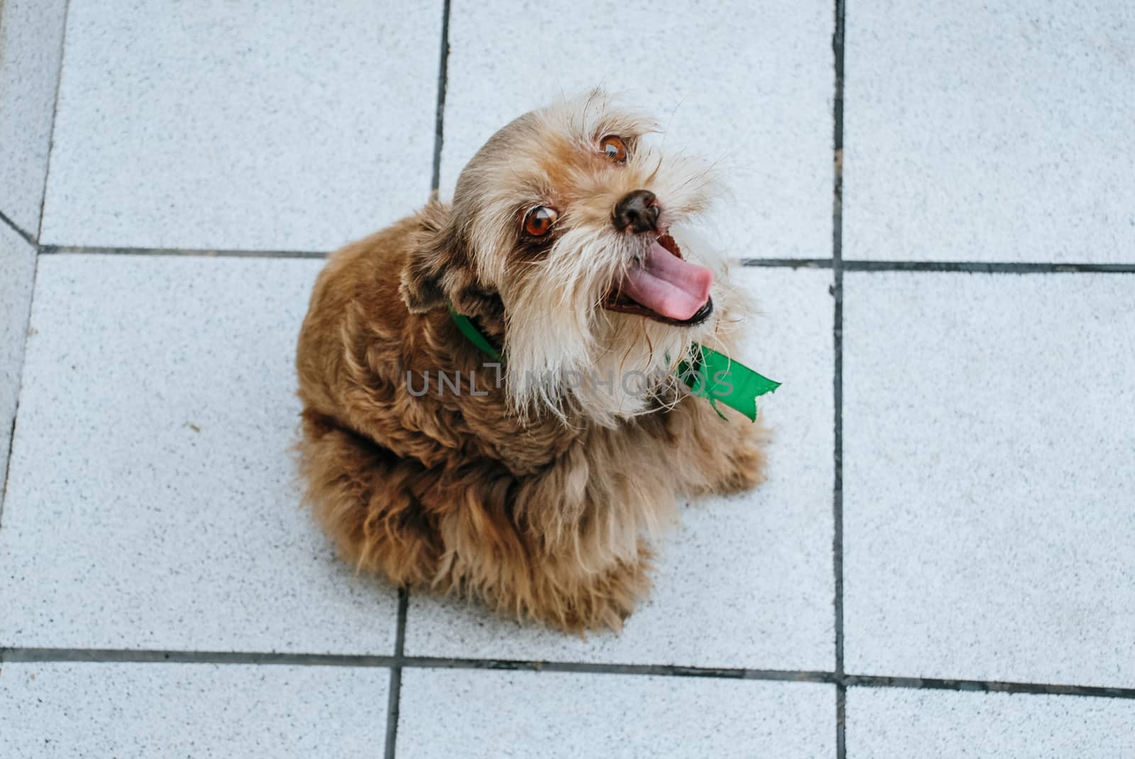 Small and cute dog looking at the camera smiling