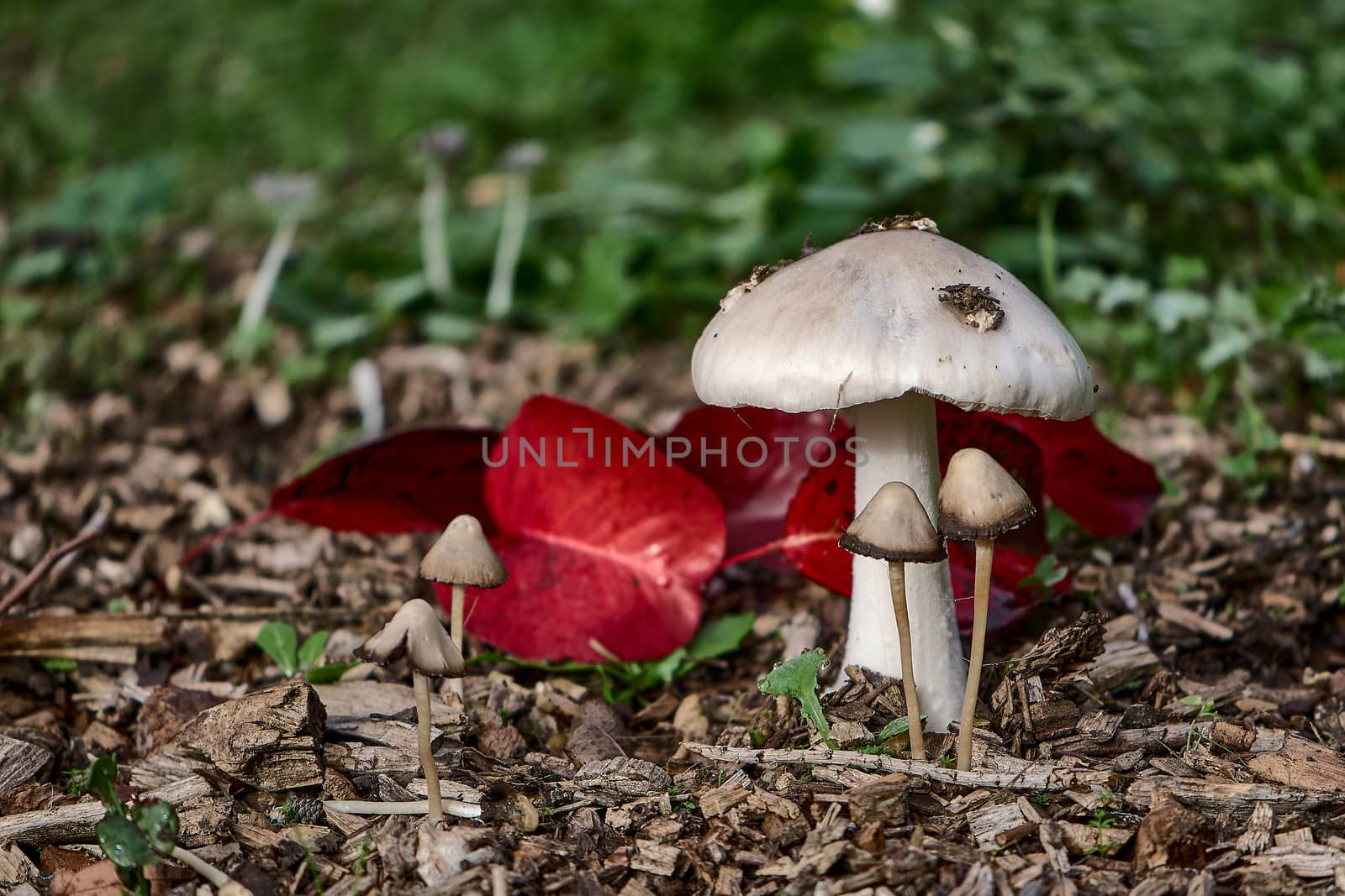 SMALL WILD AUTUMN MUSHROOMS IN THE FOREST SURROUNDED BY LEAVES