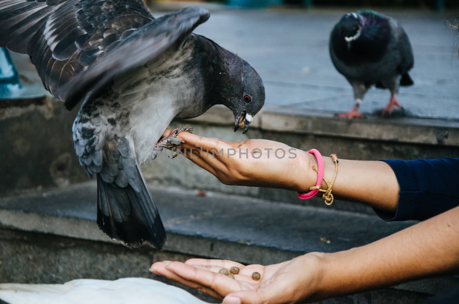 A smiling woman feeding a pigeon from her hand in the park