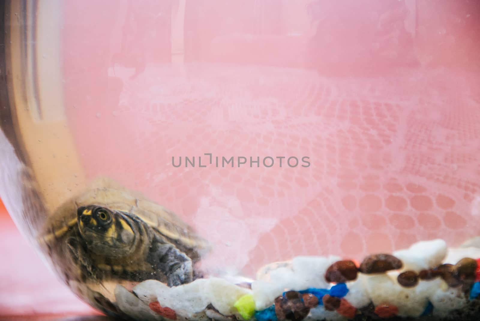 A sea turtle swimming underwater in a small fish tank