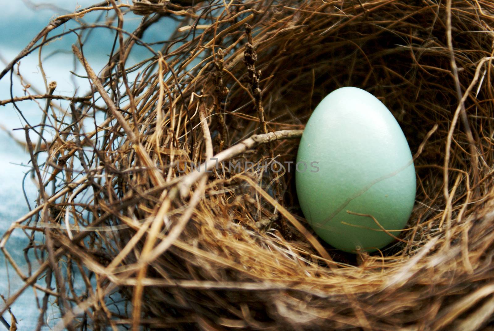 A closeup view of the inside look of a comman red robins nest with an unhatched egg resting within the sticks and mudd.