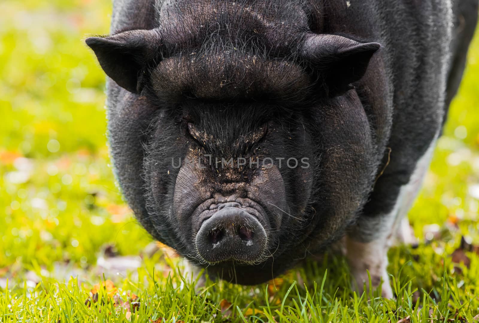 Big Vietnamese black pig close up portrait on the farm