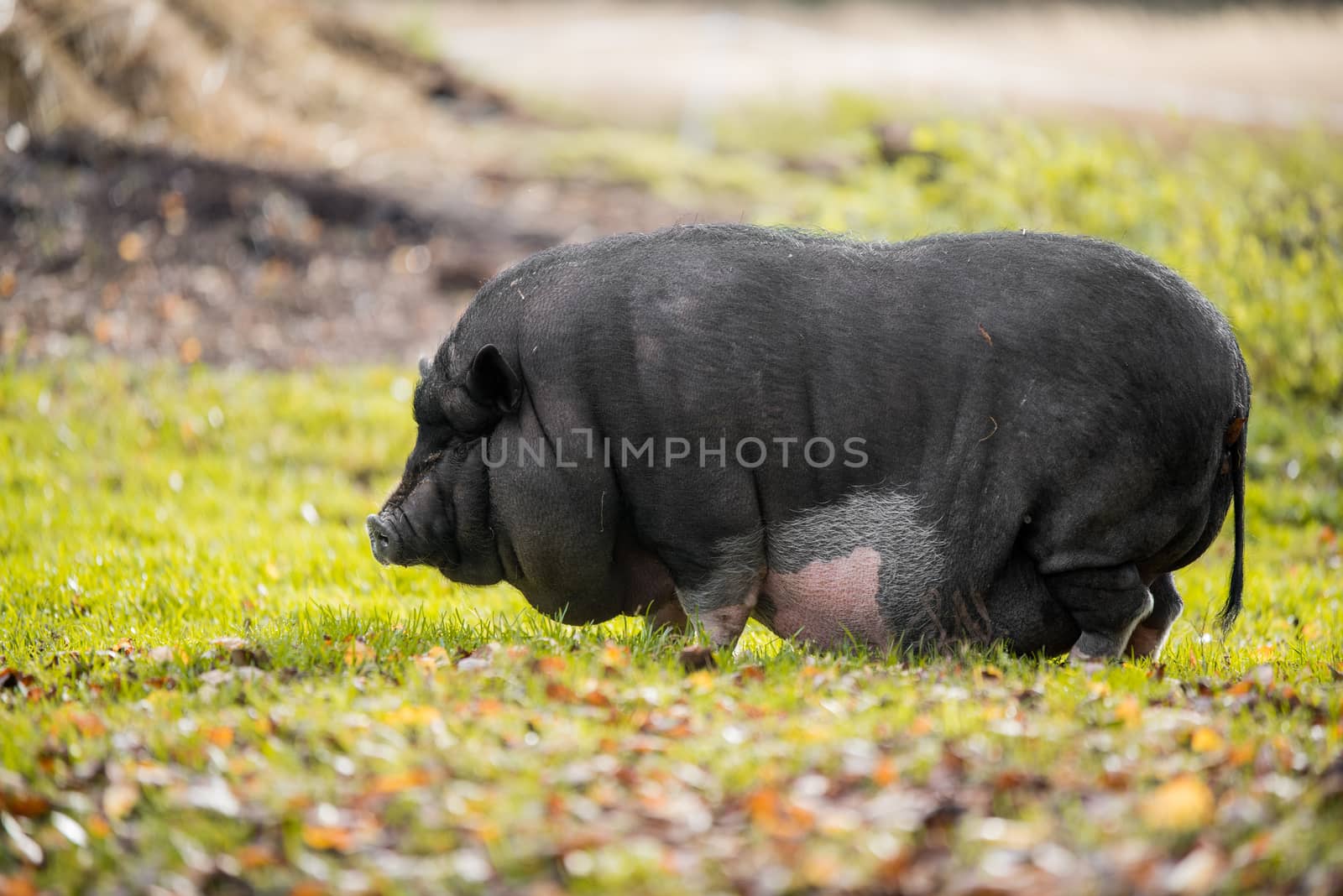 Big Vietnamese black pig portrait outside on the farm.