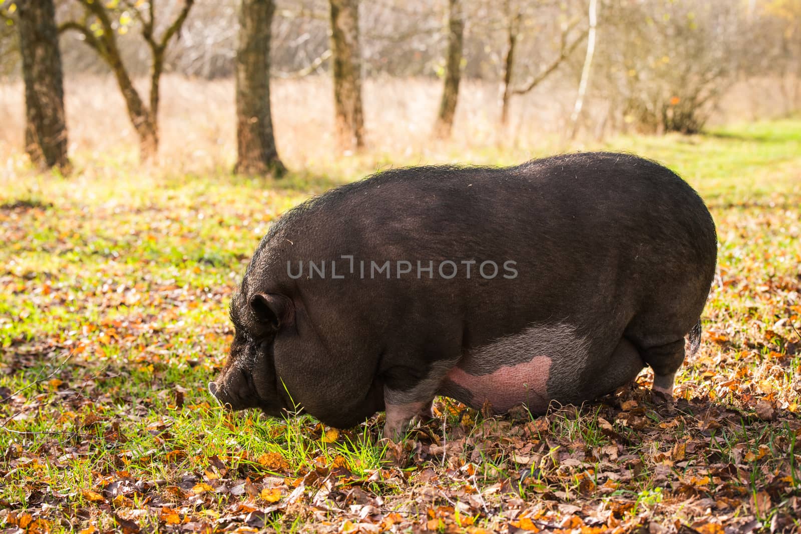 Big Vietnamese black pig portrait outside on the farm, autumn.