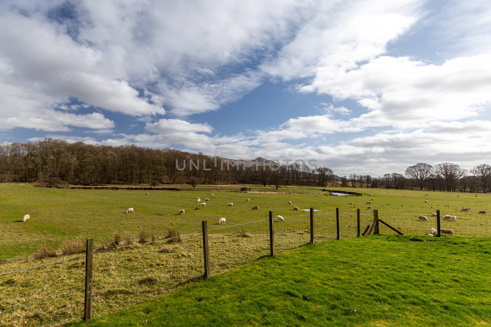 Typical Scottish landscape sheep by mlechanteur