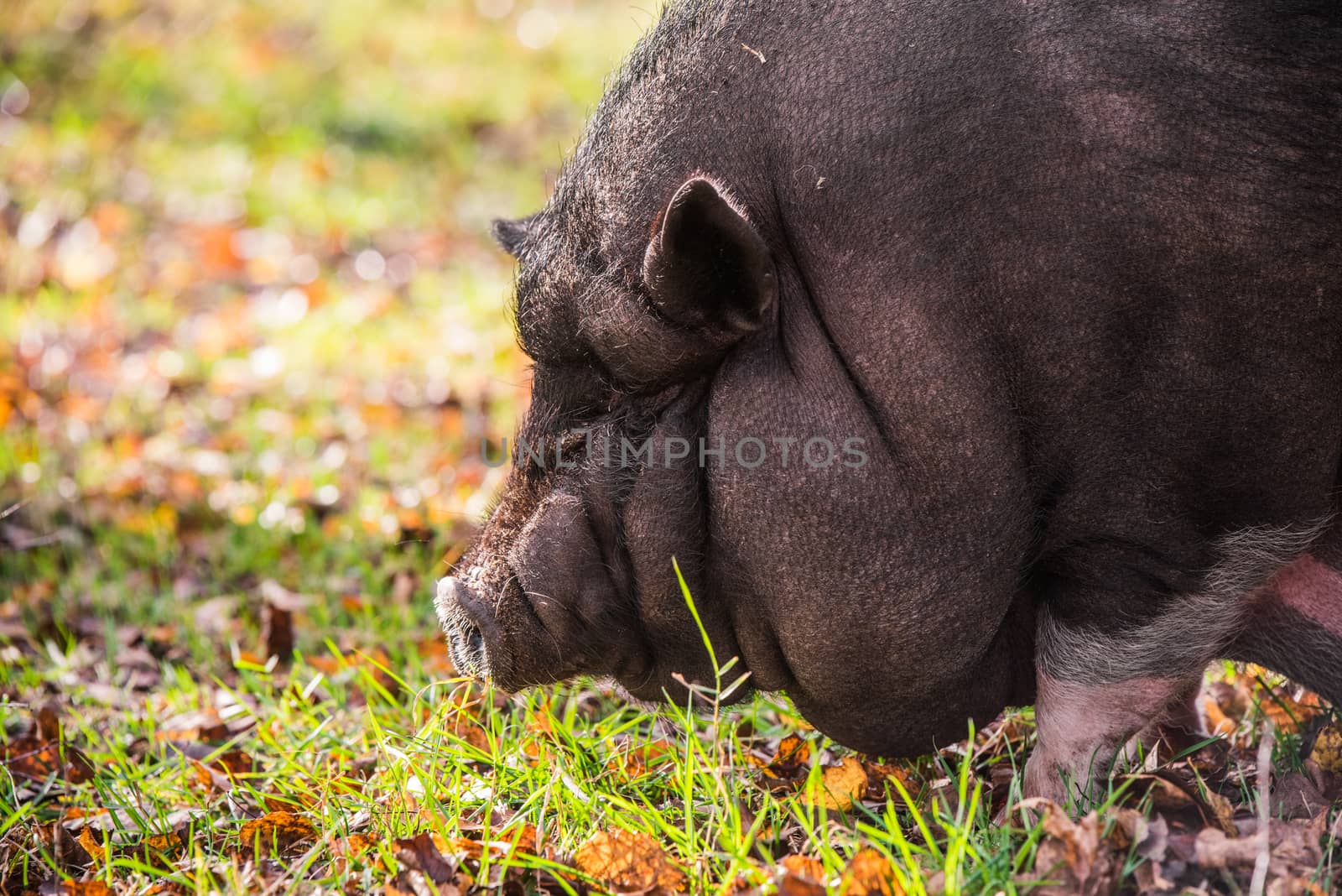 Big Vietnamese black pig close up profile portrait on the farm