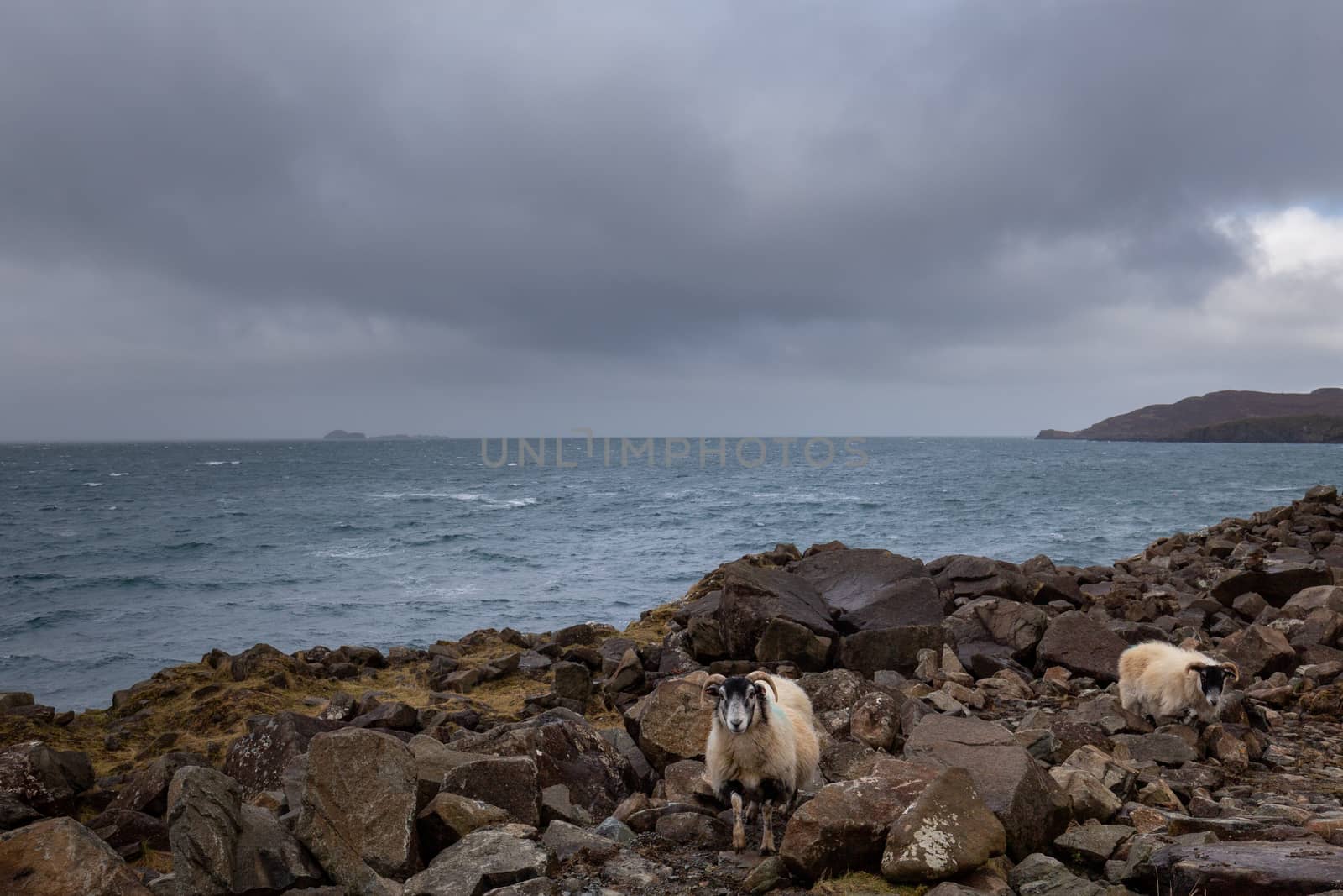 Typical scottish rocky coast with sheep by mlechanteur