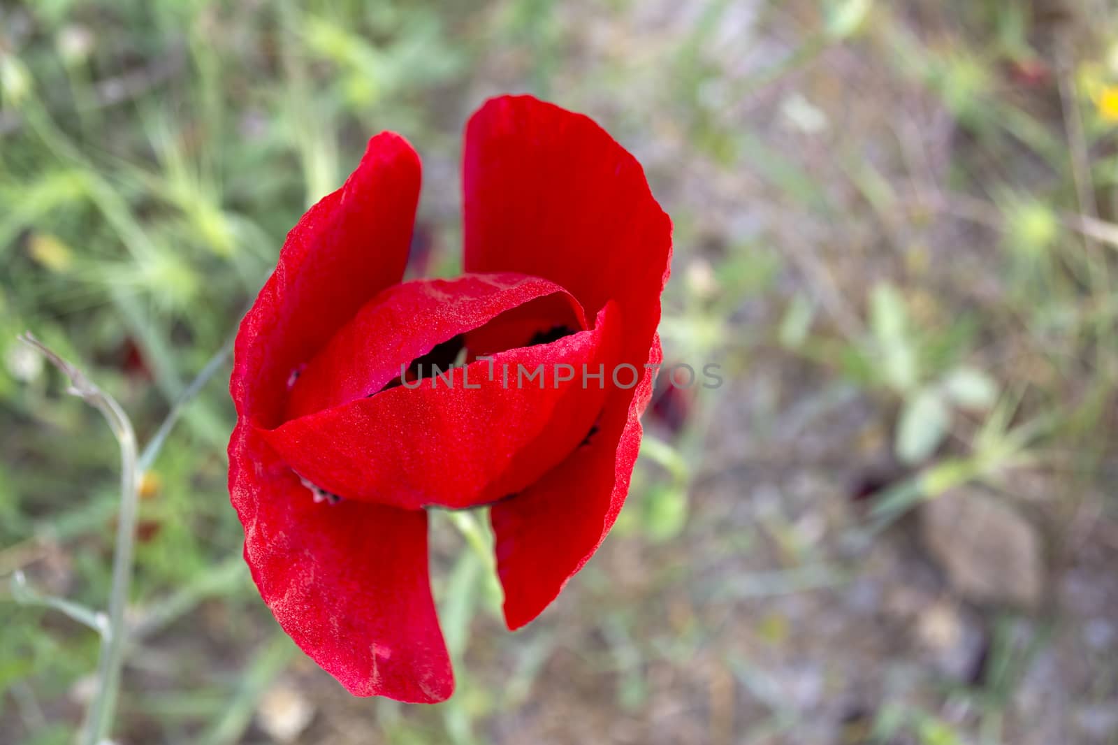 Poppy flower isolated in green field on a sunny day. Pictorial close up view.