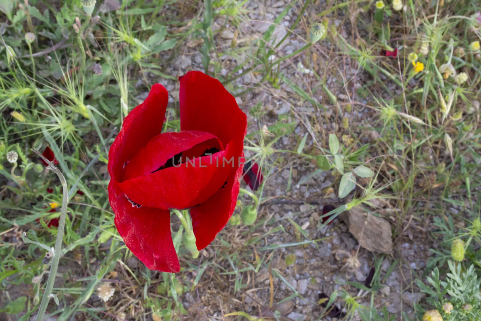 Poppy flower isolated in green field on a sunny day by ankarb