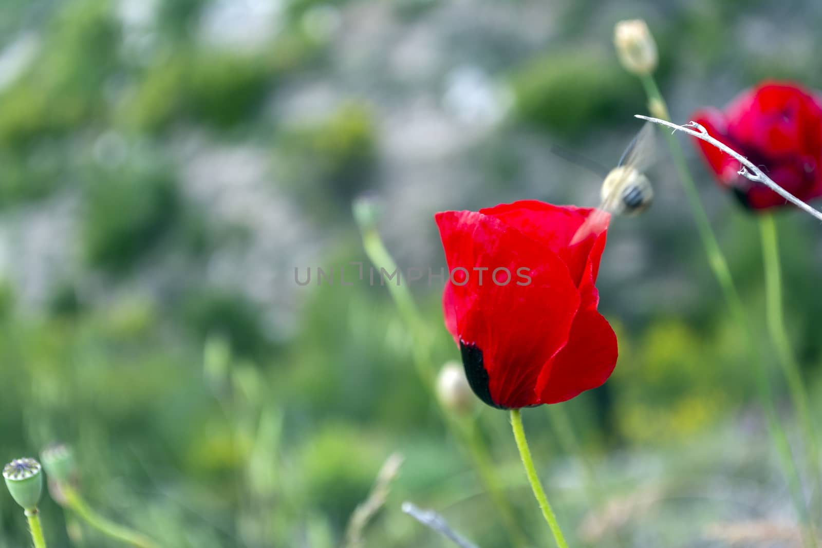 Poppy flower isolated in green field on a sunny day by ankarb