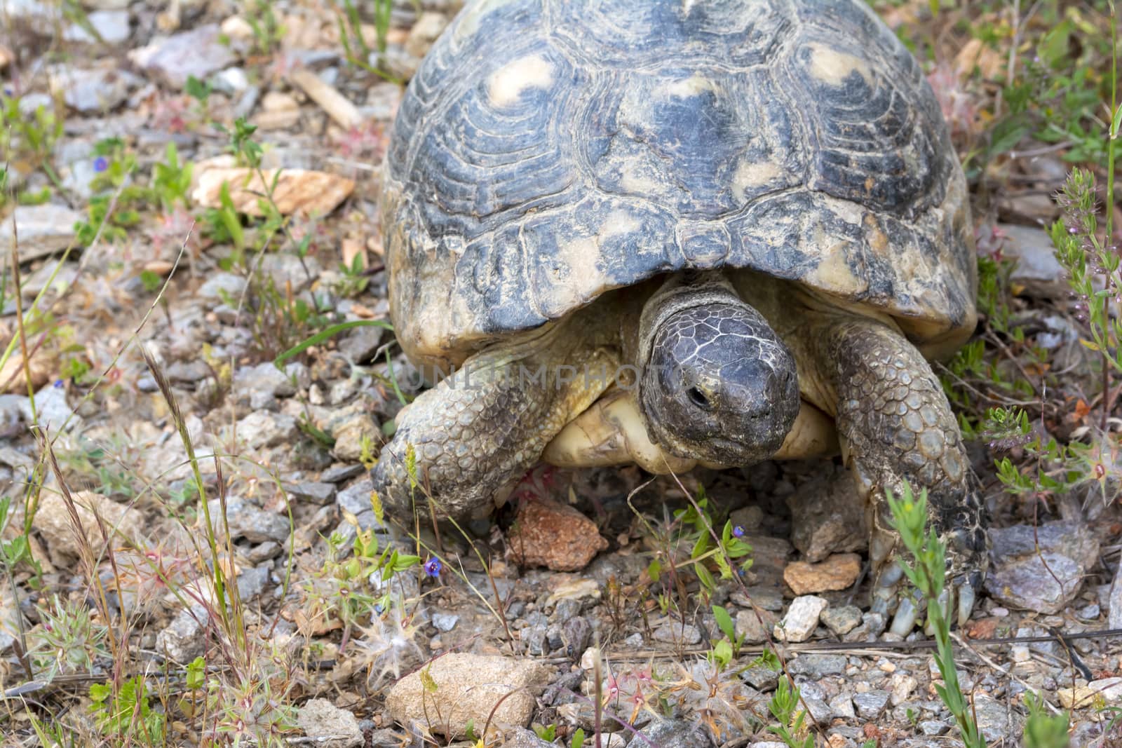 A turtle wanders the grounds in Athens, Greece.