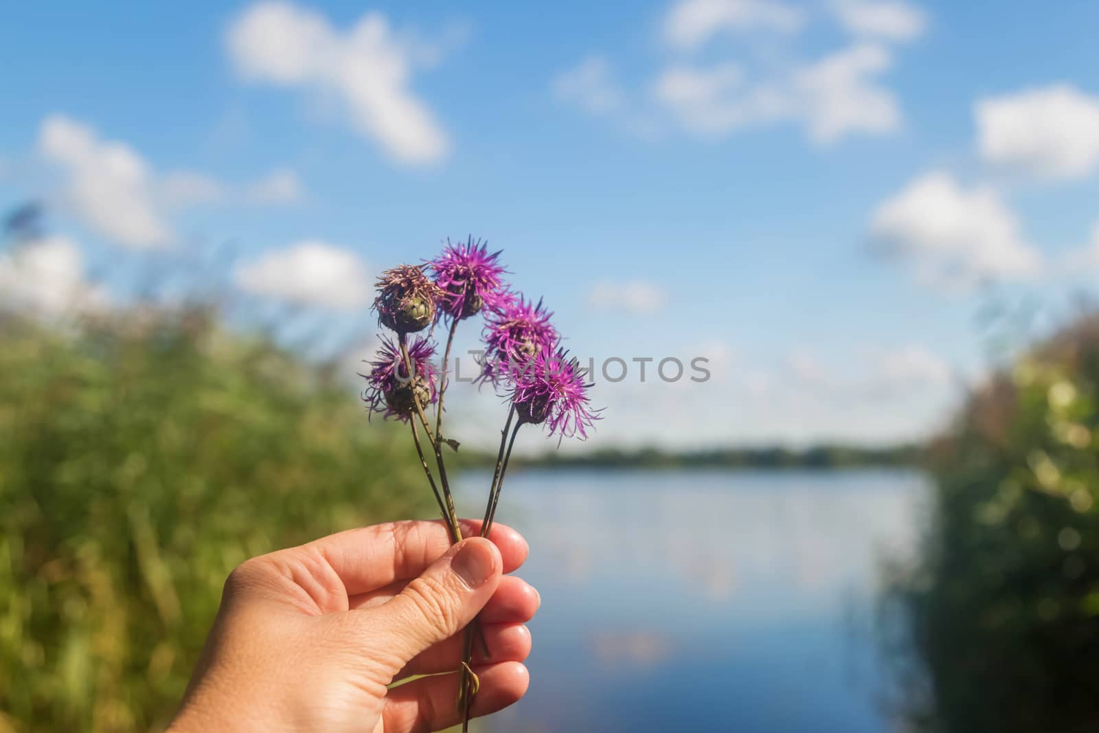 Hand holds purple wildflowers on the background of the lake and blue sky with clouds