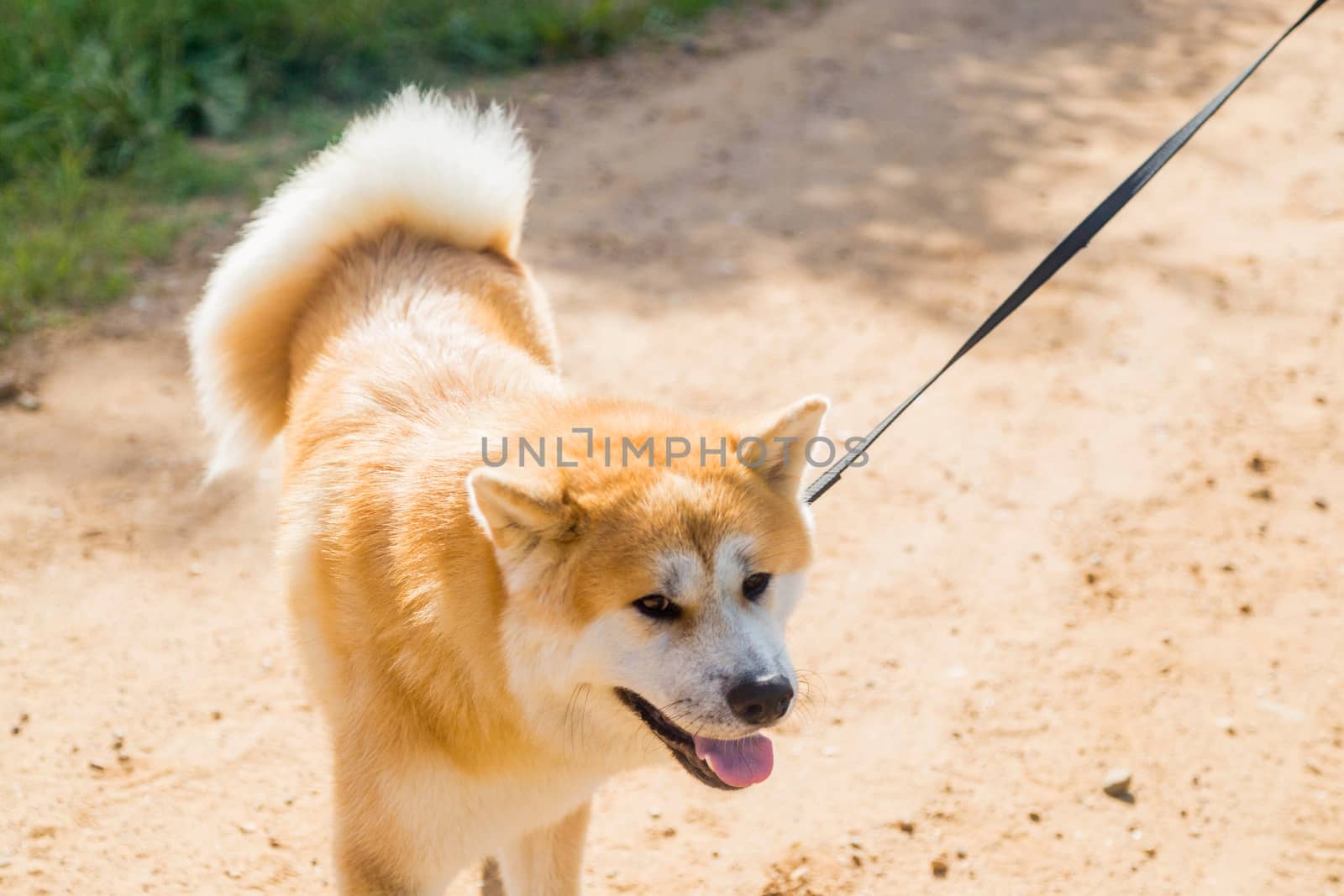 Akito Inu dog on a leash on a country road.