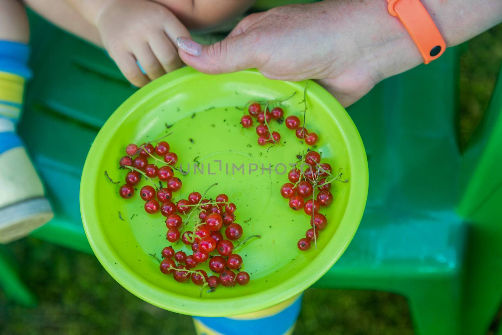 Grandma's hand holds a green plate with freshly picked red currants by galinasharapova