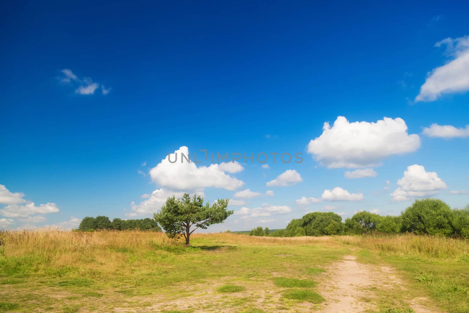 A lonely low spreading pine tree in the middle of a field against a blue sky by galinasharapova