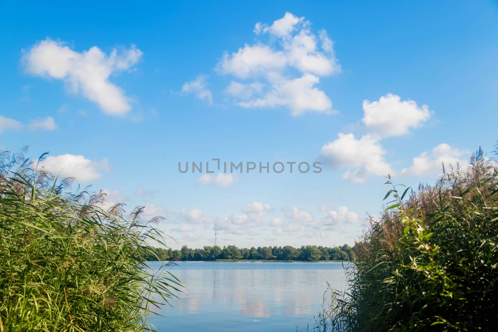 Reed on the lake against the blue sky with clouds.