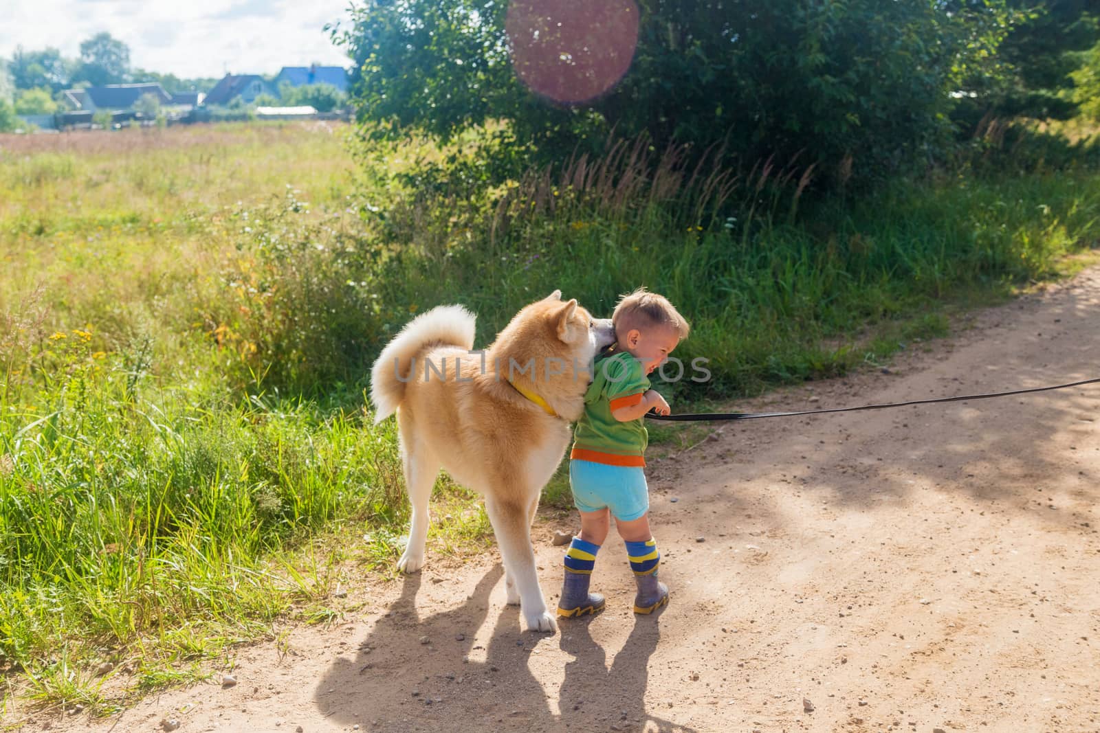 Happy Little Boy and beautiful Akito Inu Dog on a Country Country Road by galinasharapova