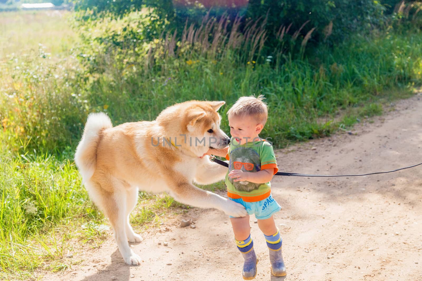 Happy Little Boy and beautiful Akito Inu Dog on a Country Country Road by galinasharapova
