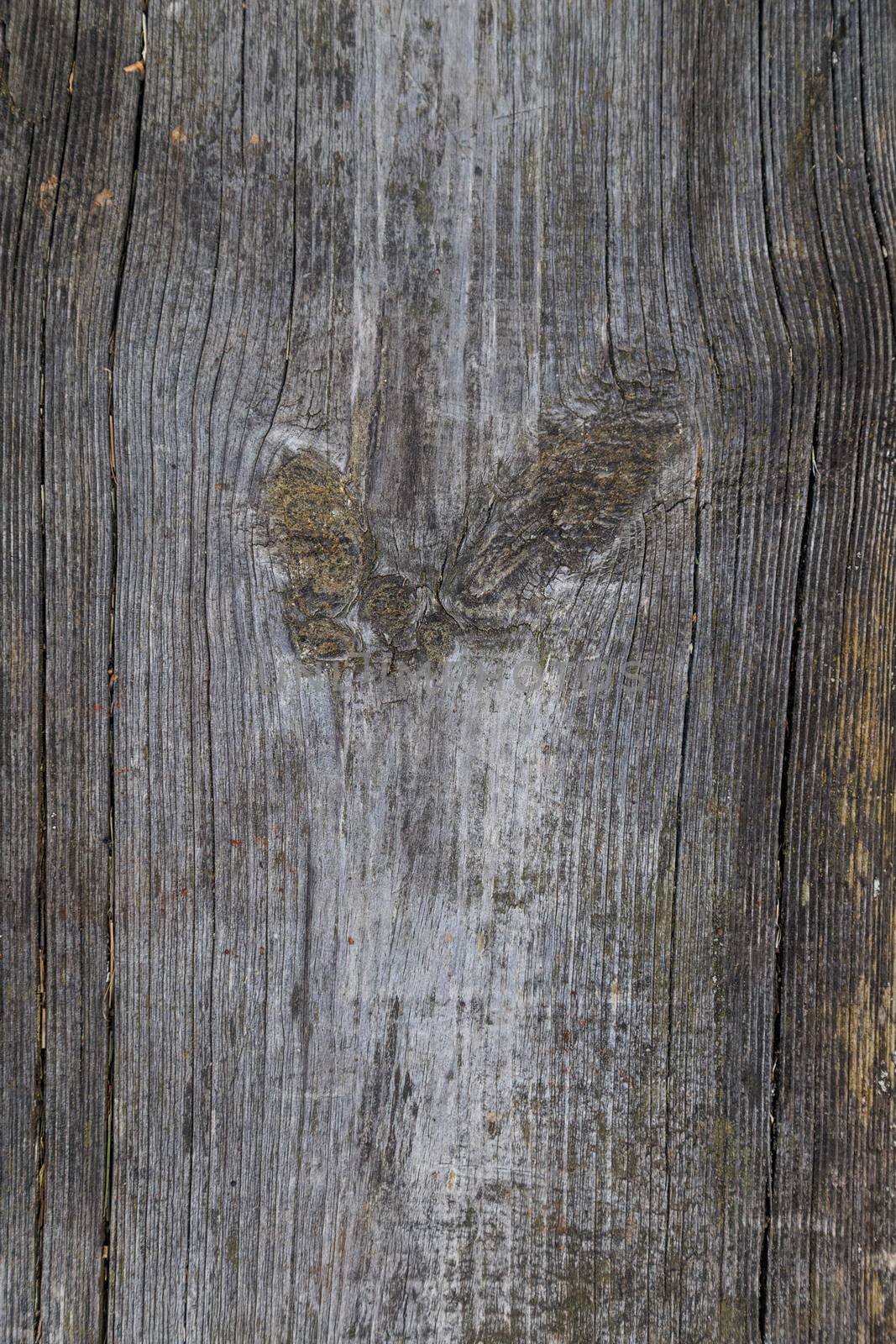 Texture of old wood plank with signs of natural aging.Natural wood texture for background. Copy space, banner