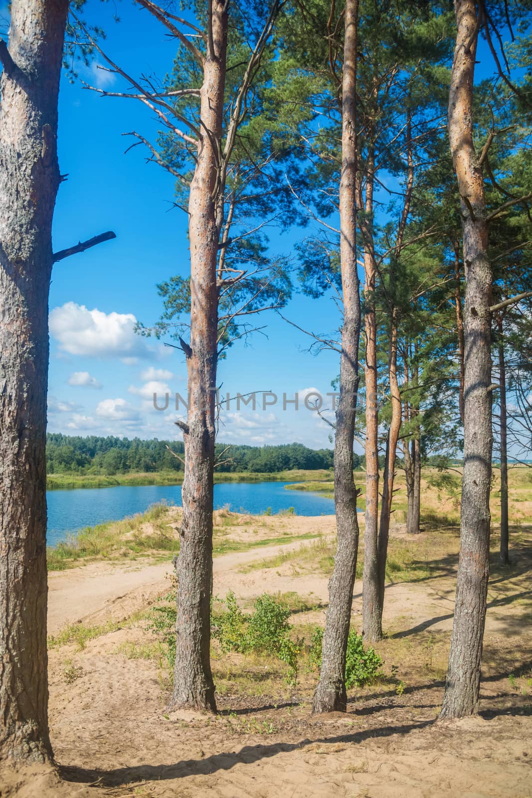 Tall pine trees in the forest on a summer sunny day against Blue Sky.