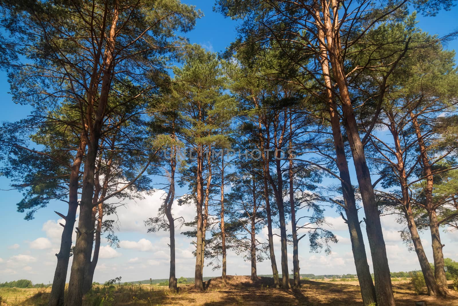 Tall pine trees in the forest on a summer sunny day against Blue Sky.