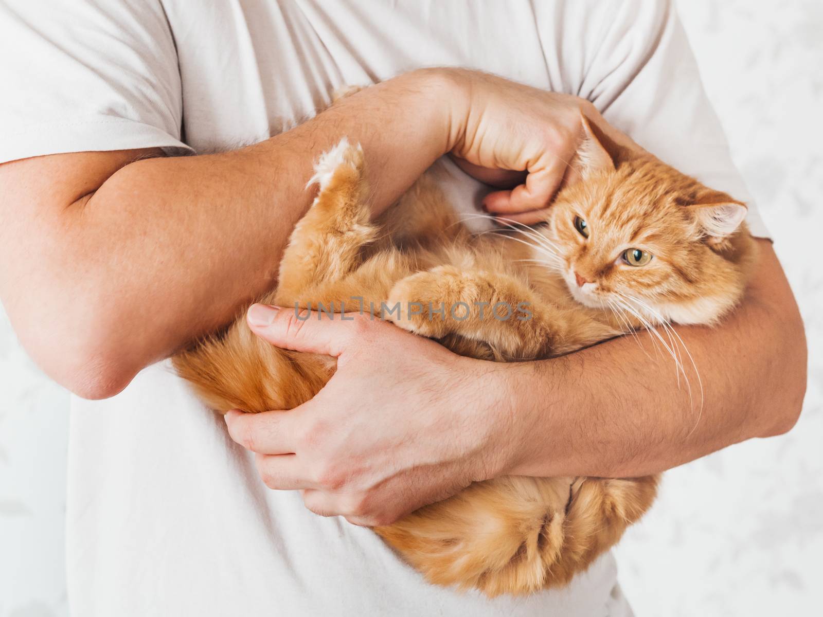 Man cuddles cute ginger cat. Fluffy pet looks pleased and sleepy. Fuzzy domestic animal. Cat lover.