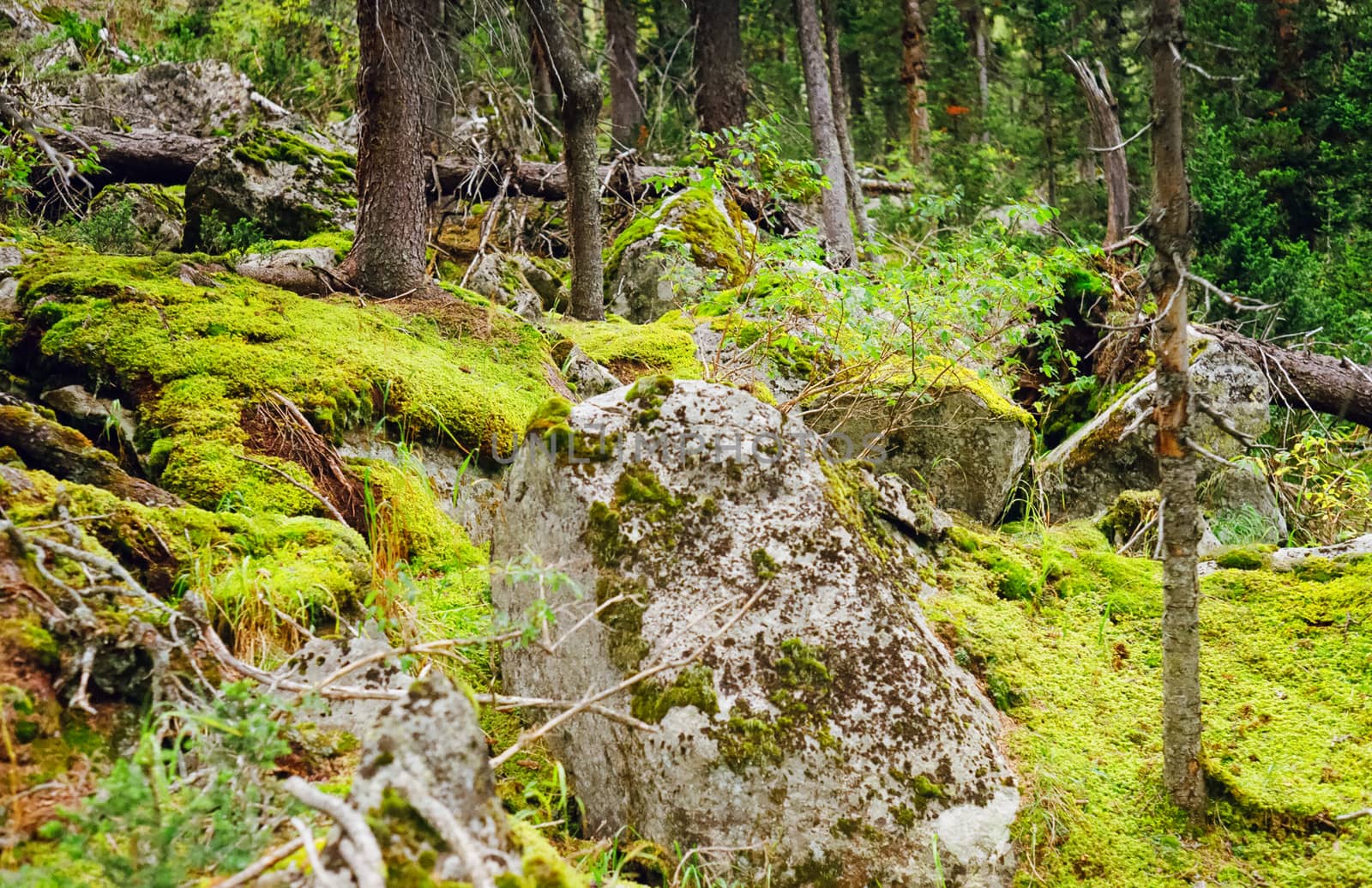 Autumn nature of the altai, forests and mountains.