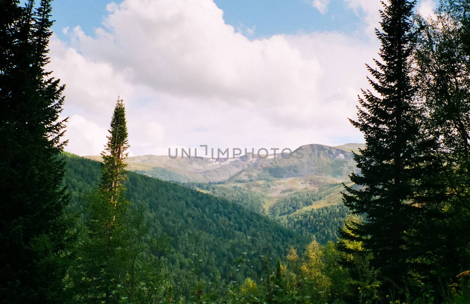 Landscape of the altai forests. Coniferous forests on the Altai.