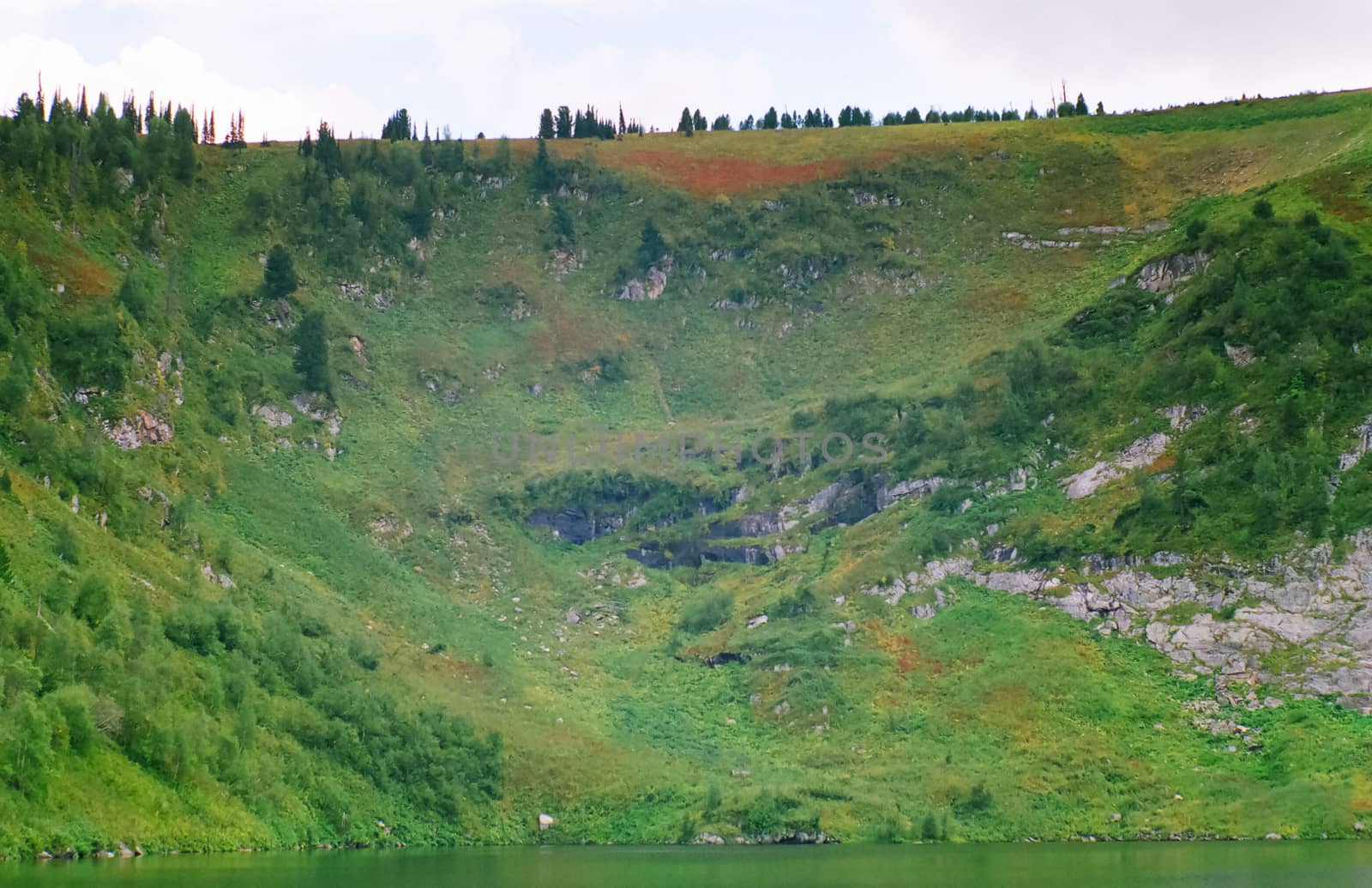 Landscape of the altai forests. Coniferous forests on the Altai.