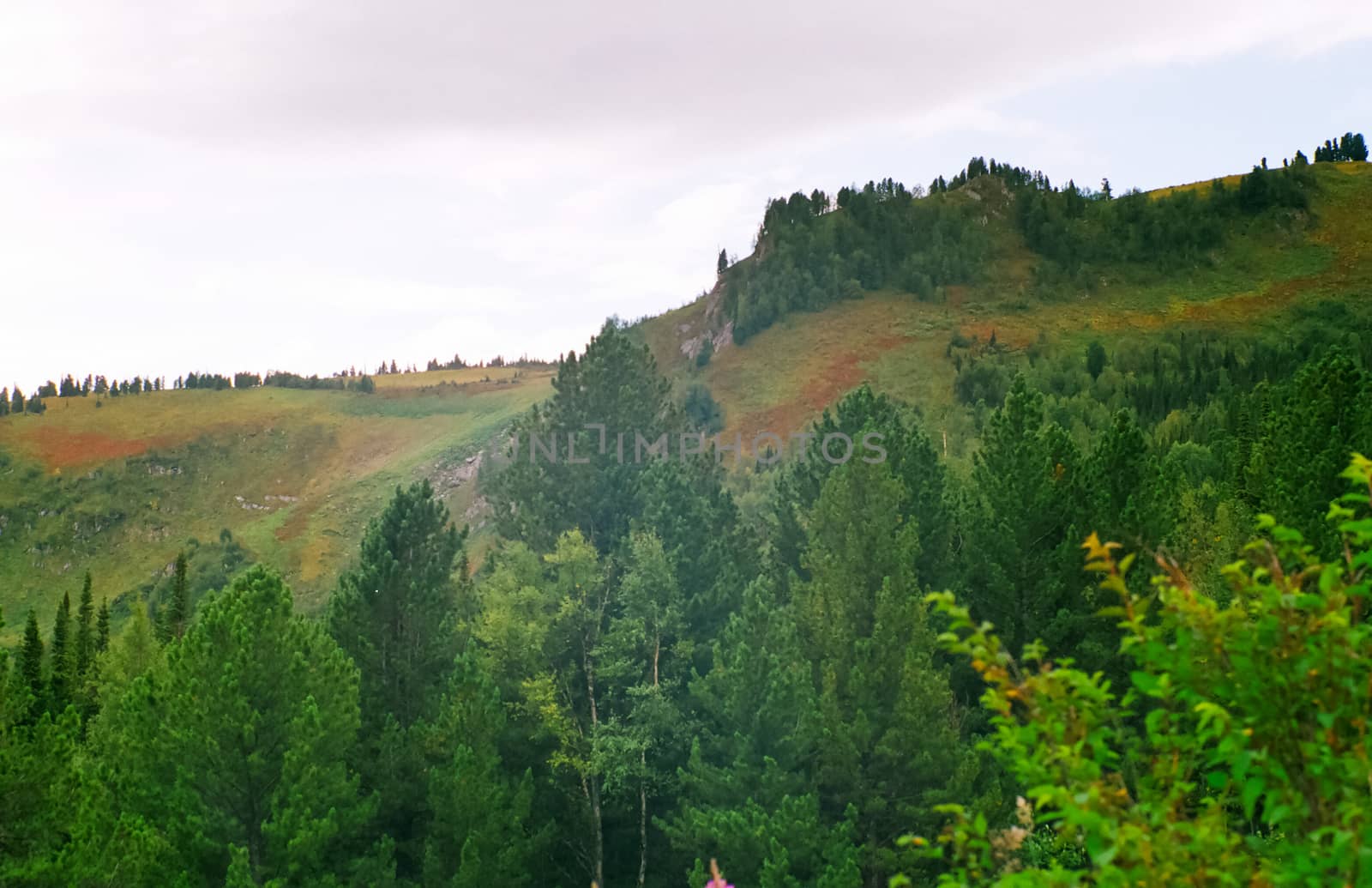 Landscape of the altai forests. Coniferous forests on the Altai.