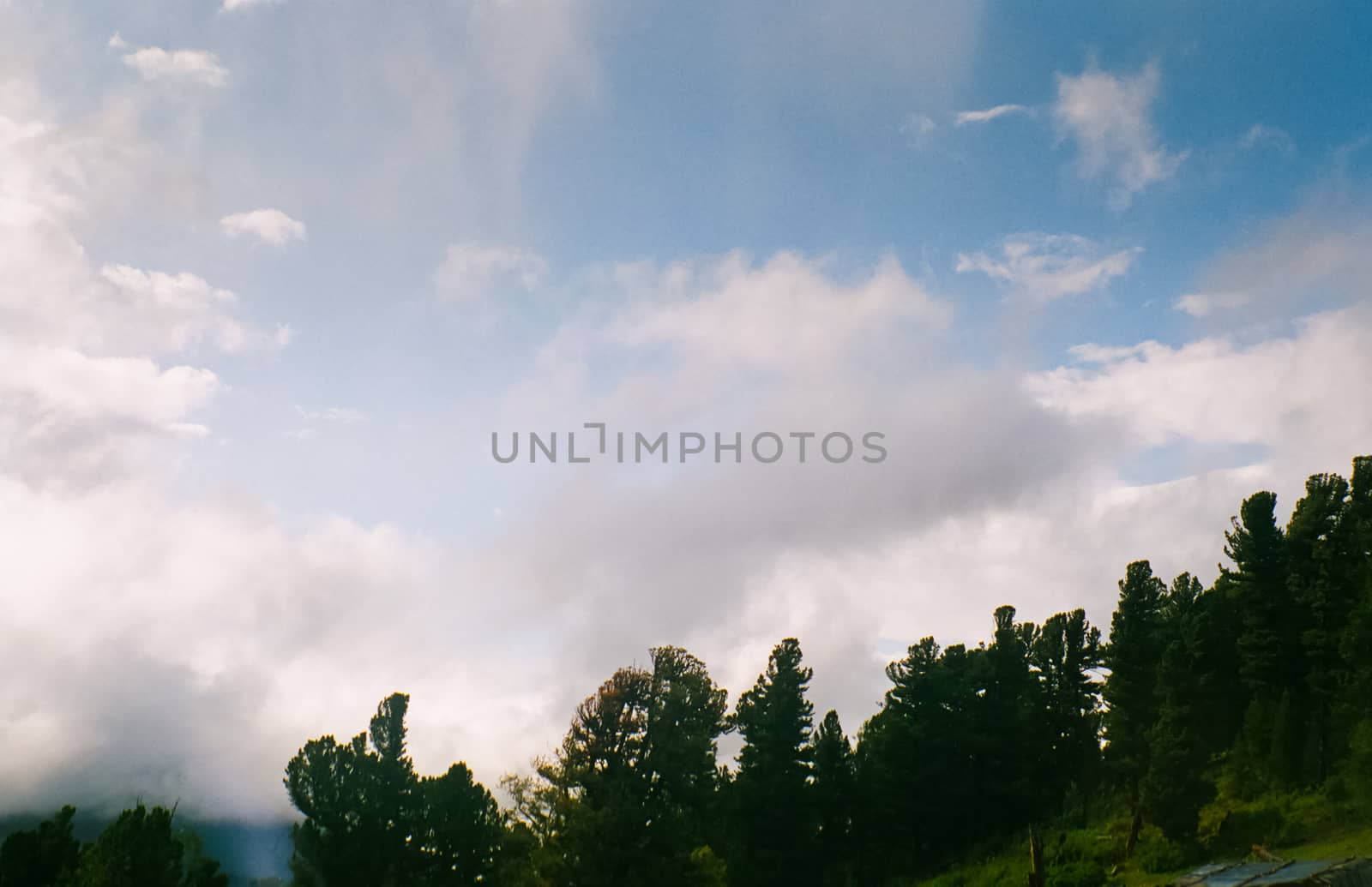 Landscape of the altai forests. Coniferous forests on the Altai.