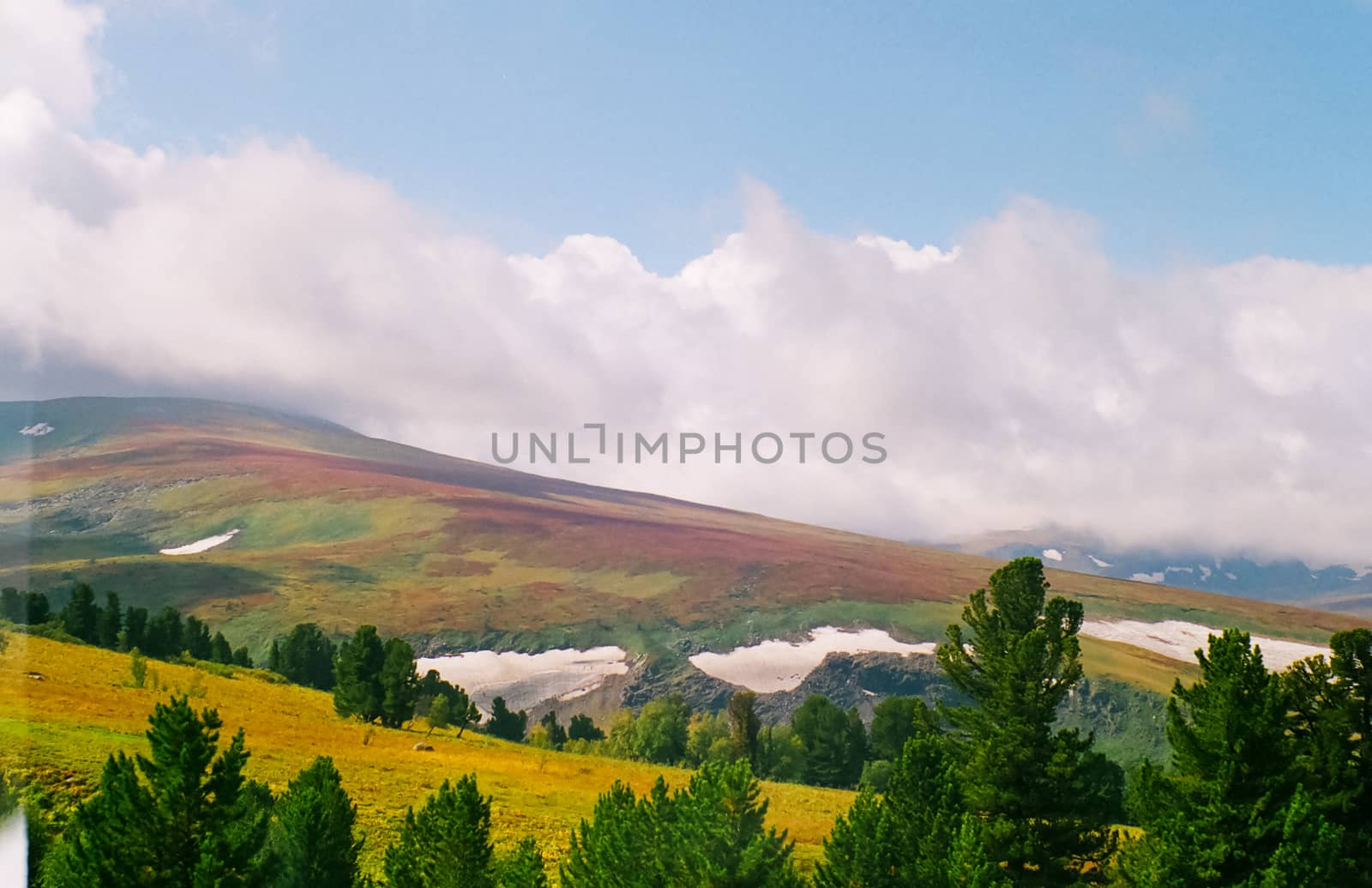 Landscape of the altai forests. Coniferous forests on the Altai.